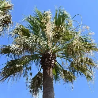 thumbnail for publication: Washingtonia filifera: Desert Palm
